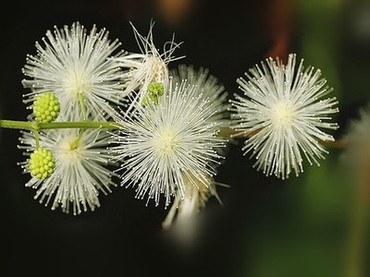 108式莲花座