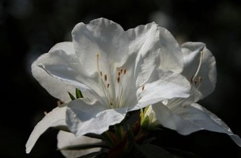 免费夫妻生活麦片