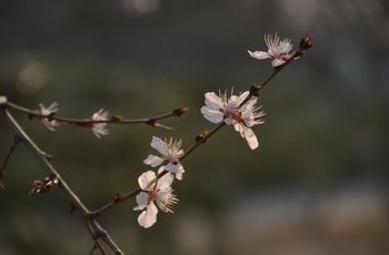 动感之星小站精灵