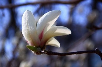 日本大学生的特殊兼职