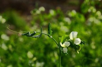 红歌大联唱60首全集完整版