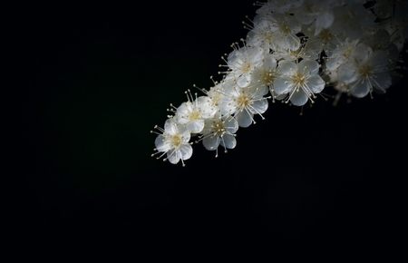 蜜雪冰城加盟费